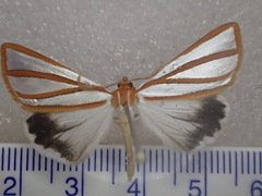 Thalaina tetraclada