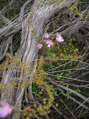 Drosera eremaea