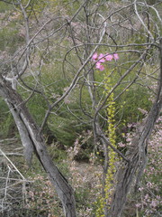 Drosera eremaea