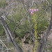 Drosera eremaea - Photo (c) Anneke Jonker, some rights reserved (CC BY-NC), uploaded by Anneke Jonker