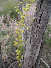 Drosera eremaea