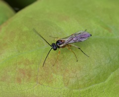 Diplazon pectoratorius