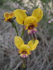 Diuris tinkeri