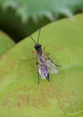 Diplazon pectoratorius