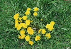 Taraxacum officinale
