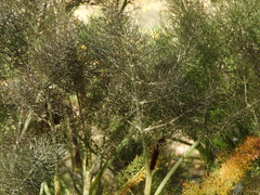 Foeniculum vulgare dulce