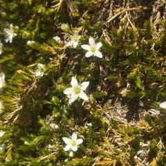 Arenaria lycopodioides