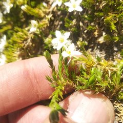 Arenaria lycopodioides