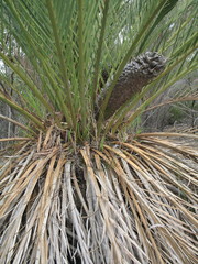 Macrozamia fraseri