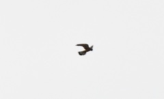 Falco tinnunculus