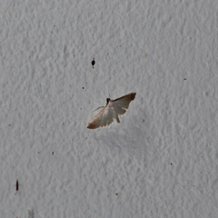 Blepharomastix saurialis