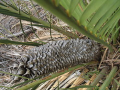 Macrozamia fraseri
