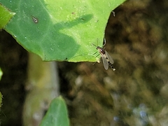 Cricotopus bicinctus