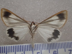 Thalaina tetraclada