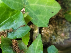 Cricotopus bicinctus