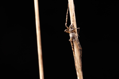 Philodromus pernix