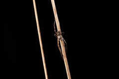 Philodromus pernix