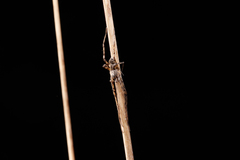 Philodromus pernix