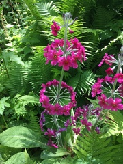 Primula pulverulenta