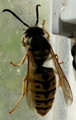 Vespula germanica