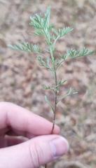 Artemisia abrotanum