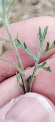 Artemisia abrotanum