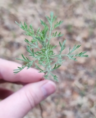 Artemisia abrotanum