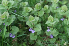 Glechoma hederacea
