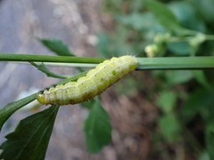 Thysanoplusia orichalcea