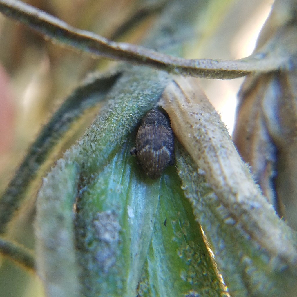 Pseudoacalles nuchalis