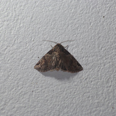 Stibaera curvilineata
