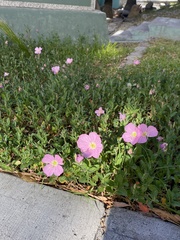 Oenothera speciosa