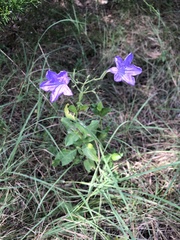Ruellia pedunculata