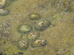 Siphonaria pectinata