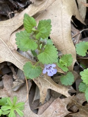 Glechoma hederacea