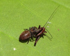 Carrhotus xanthogramma