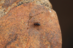 Erigone aletris