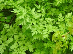 Chaerophyllum nodosum