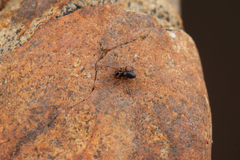 Erigone aletris