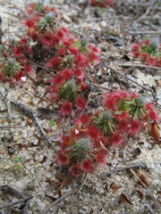Drosera eneabba