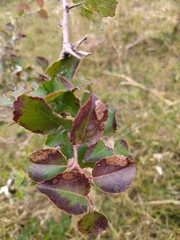 Xylosma tweediana