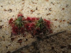 Drosera eneabba
