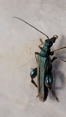 Oedemera nobilis
