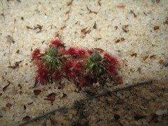 Drosera eneabba