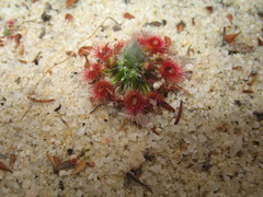 Drosera eneabba