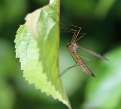 Tipula maxima