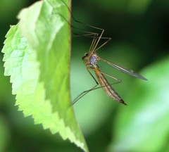 Tipula maxima