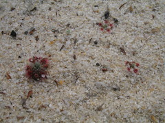 Drosera eneabba