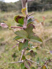 Xylosma tweediana