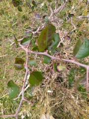 Xylosma tweediana